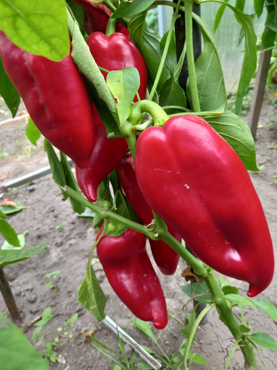 ВОЛОВЬЕ УХО. Август-2025.