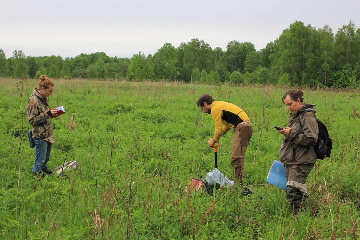 Начало полевых работ на выбранной площадке, характеризующей залежный луг. Источник: Елена Тихонова