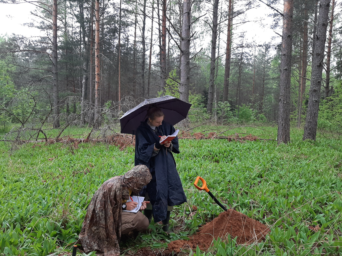 Описание почвенного разреза под дождем. Источник: Елена Тихонова