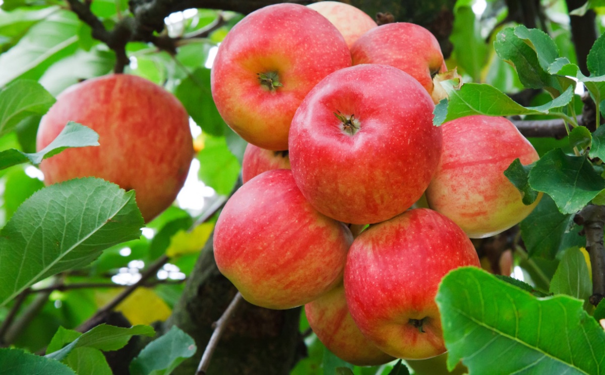 Лунный посевной календарь садовода и огородника на сентябрь 2025 года