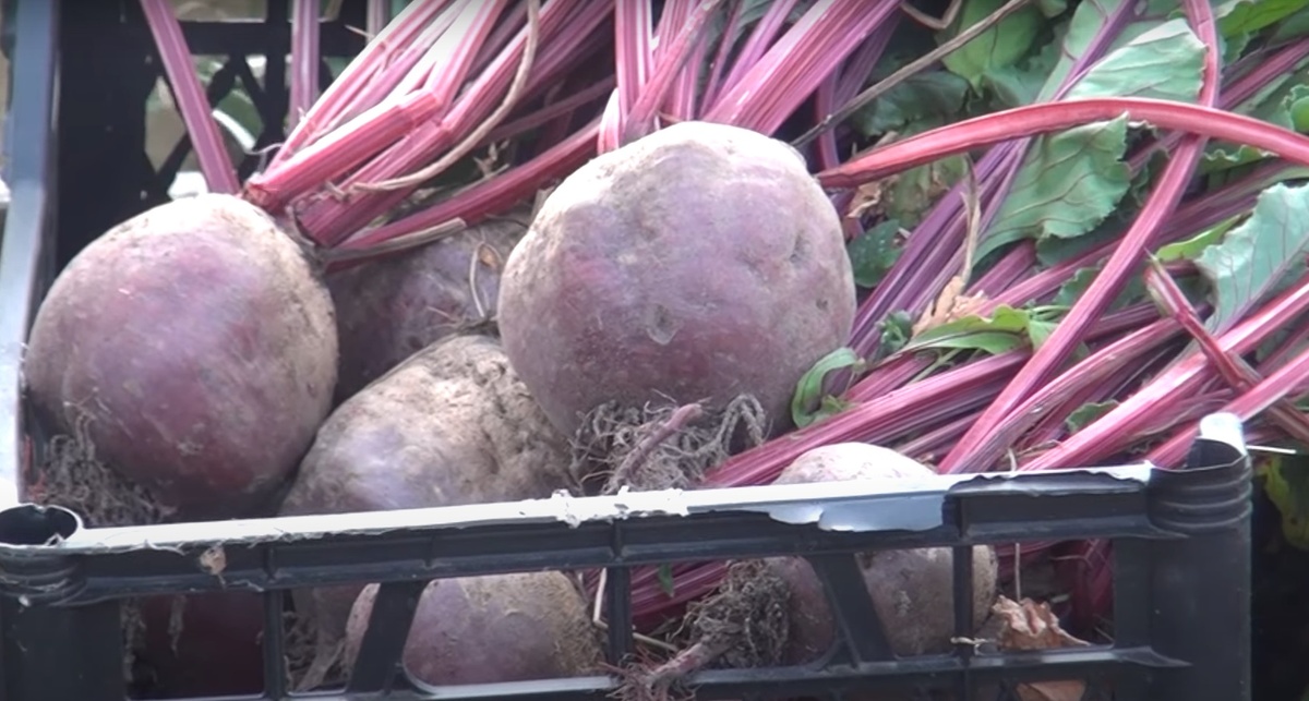 Лунный посевной календарь садовода и огородника на сентябрь 2025 года