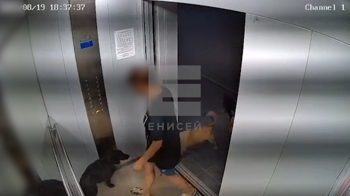     В Красноярске женщина в лифте избила собаку
