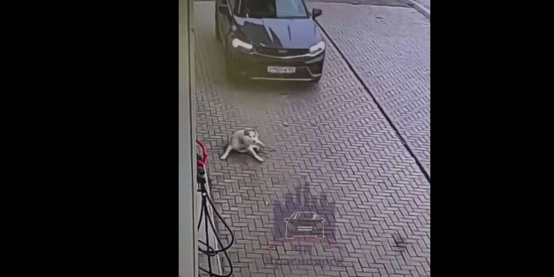 В крае водитель переехал собаку на заправке и скрылся. Она скрючилась и выла от боли