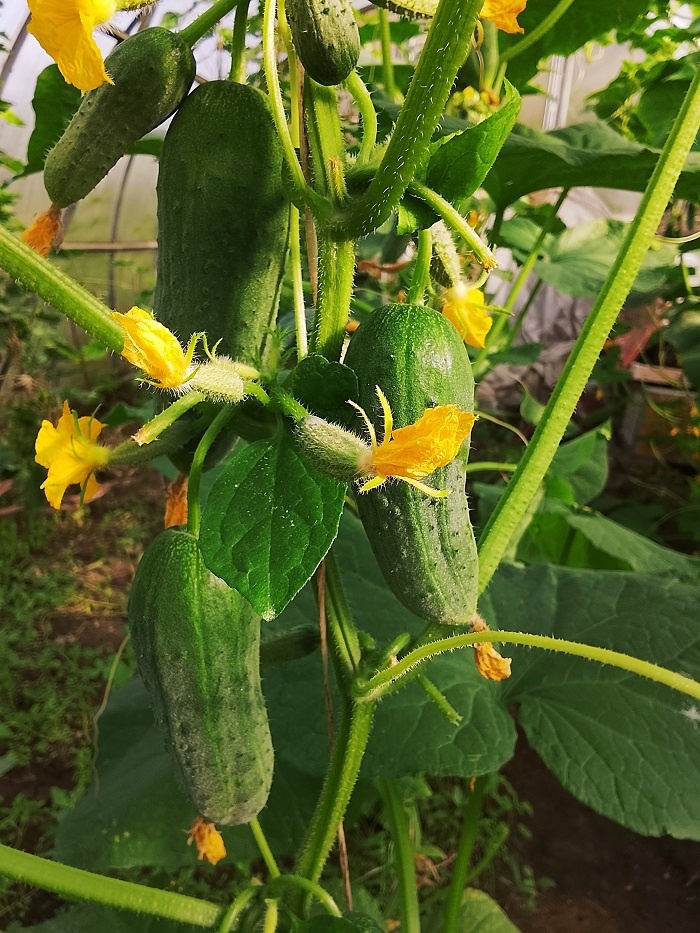 Огурец Муму. Фото автора