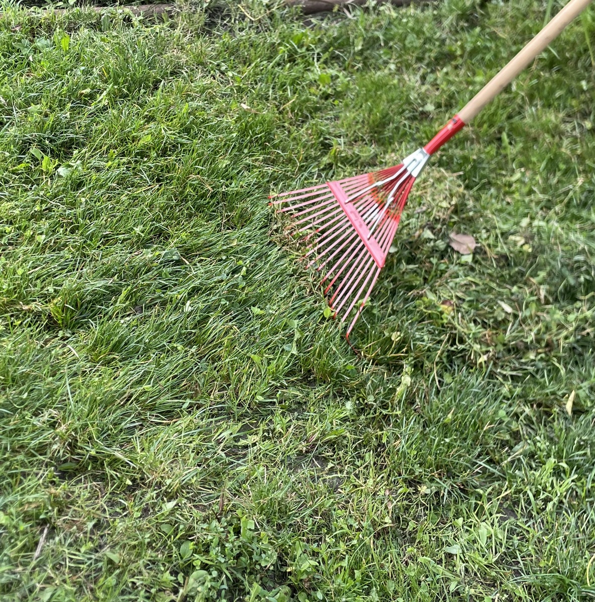 Тест-драйв новых грабель, фото на старой даче, на новой такую дернинку еще не отрастили 
