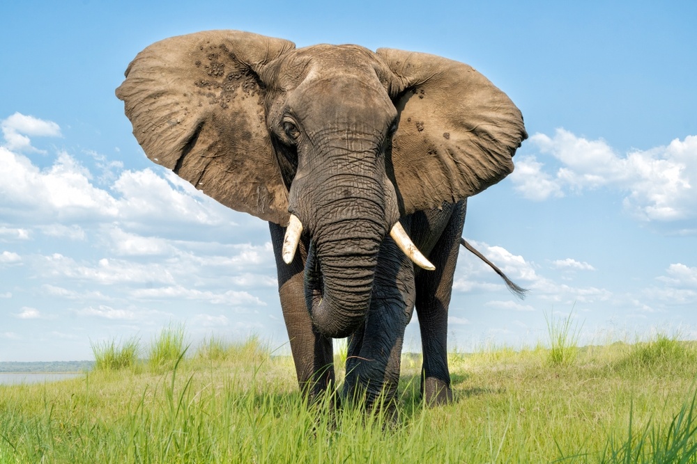 Африканский слон.Весна в саванне.