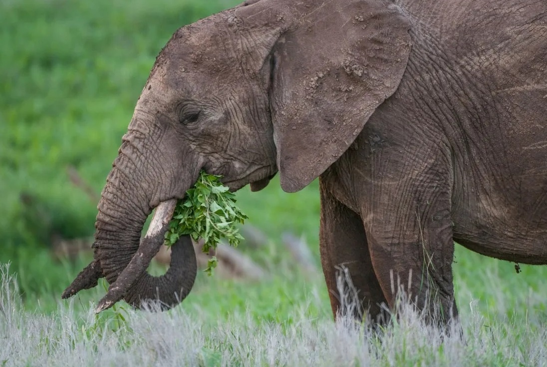Слон питается растительностью саванны.