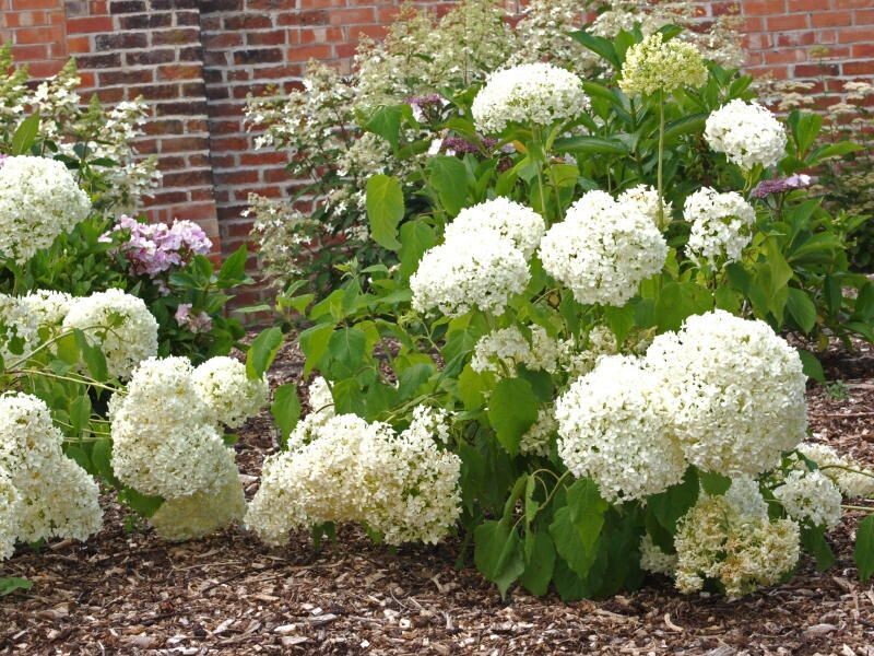 Гортензия сорта "Баунти"