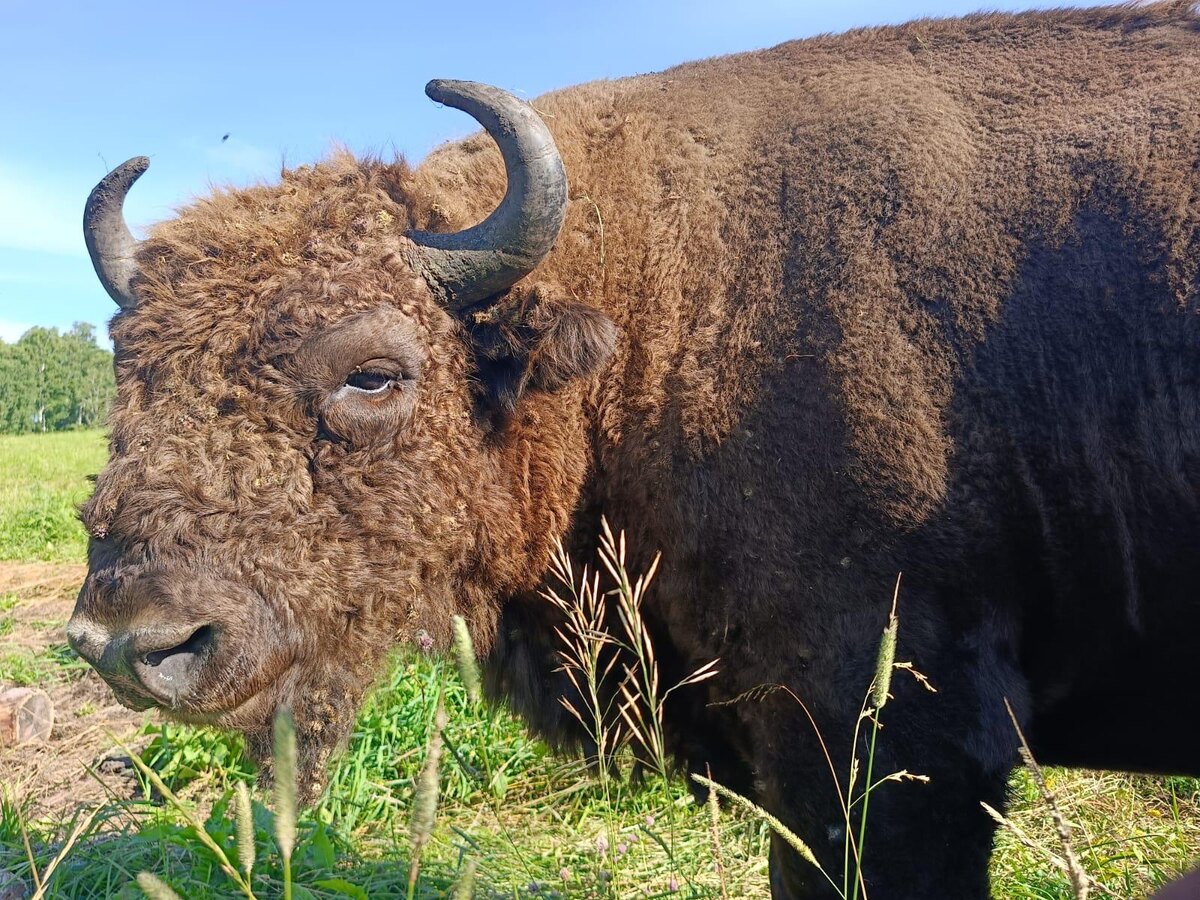 Основная задача зубрятника – создание популяции европейского зубра
Фото предоставил Сегрей Маргарян