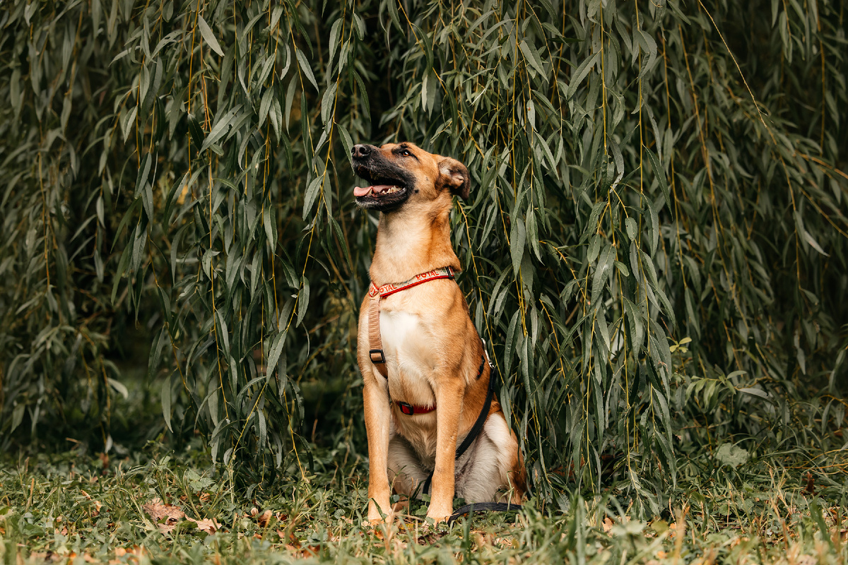 Красавица Бриа напоминает о важности обработки собак от паразитов