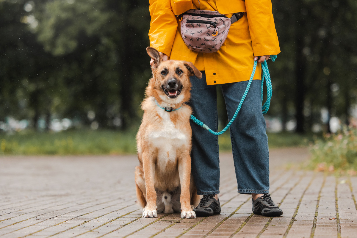 Бурбон будет счастлив провести эту осень в любящей семье