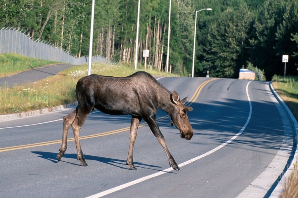    Фото: Комитет лесного хозяйства Московской области, источник: klh.mosreg.ru