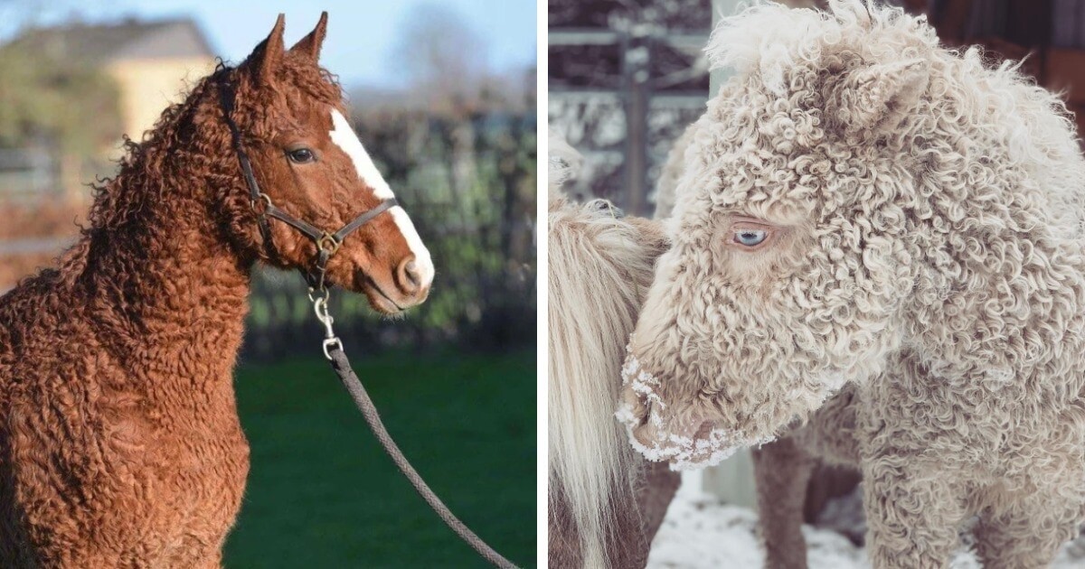 OSUJillyBean / keltypelechytikjewellery