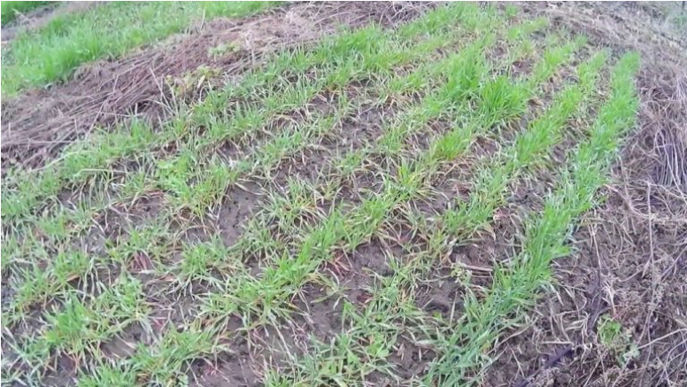 Правильная высота озимой ржи перед уходом в зиму