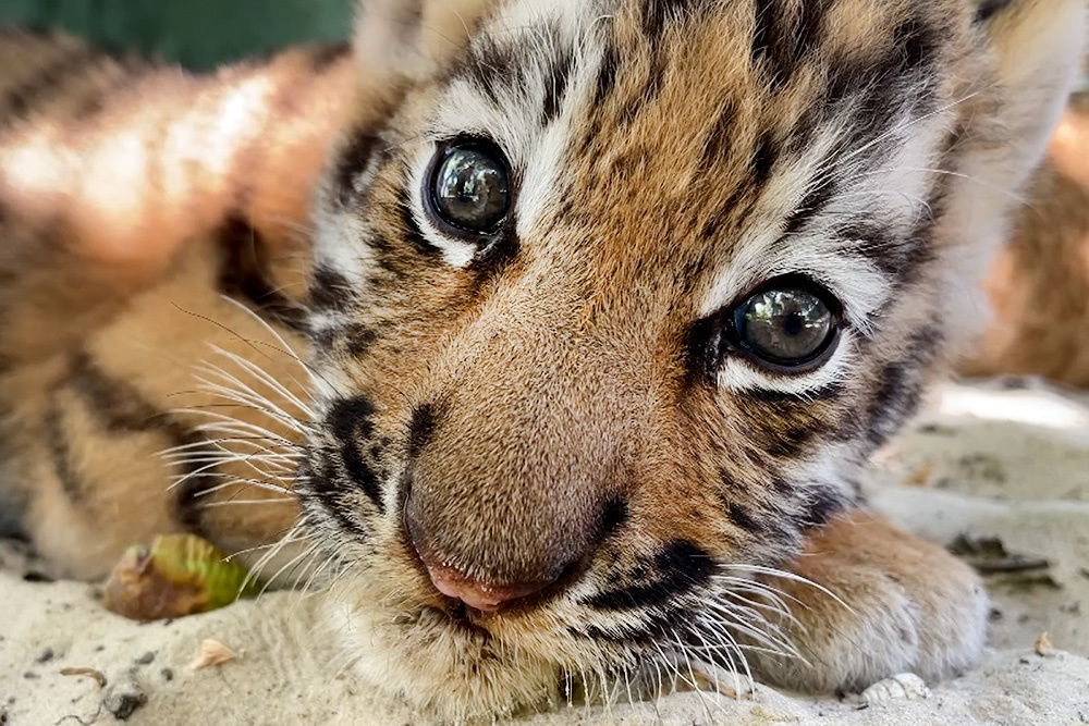    ©АО "ТВ Центр"