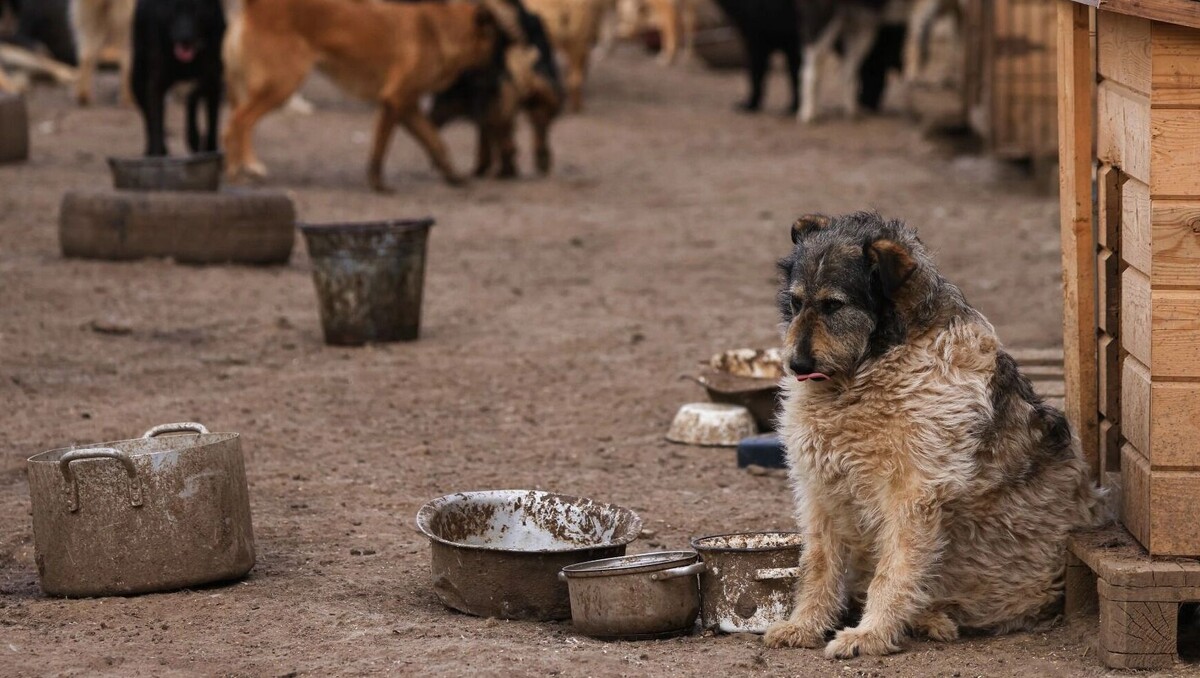 Приют для бездомных животных в Рязани. Фото: Александр Рюмин / ТАСС