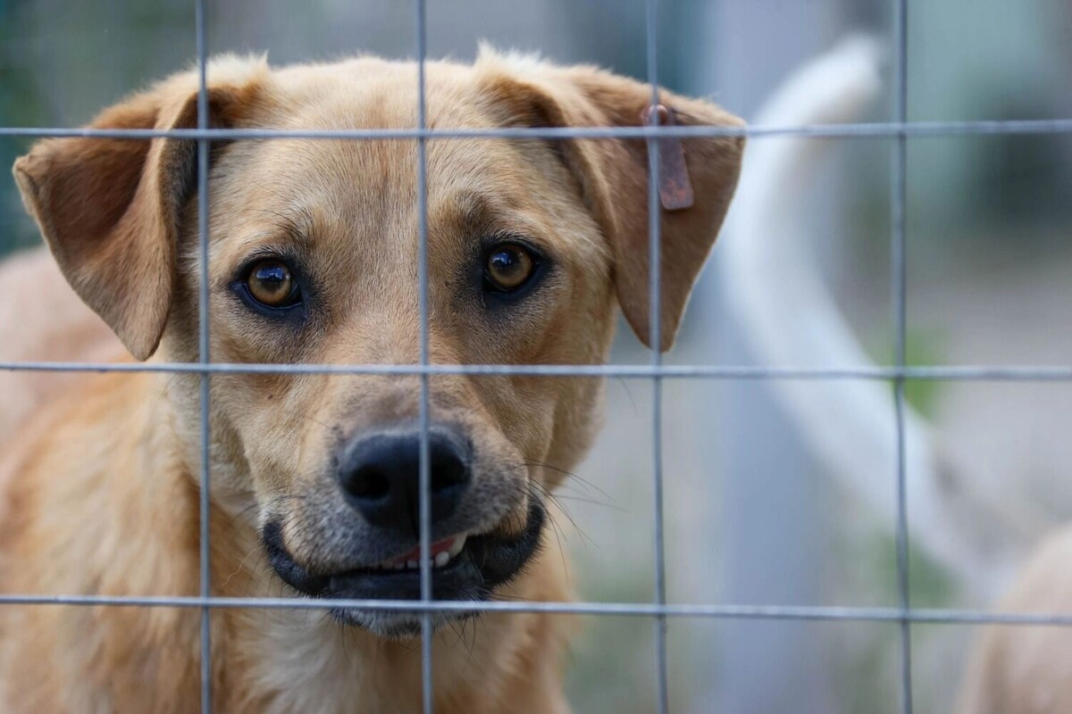 Приют для собак «Верный друг» в Симферополе.. Фото: Сергей Мальгавко / ТАСС