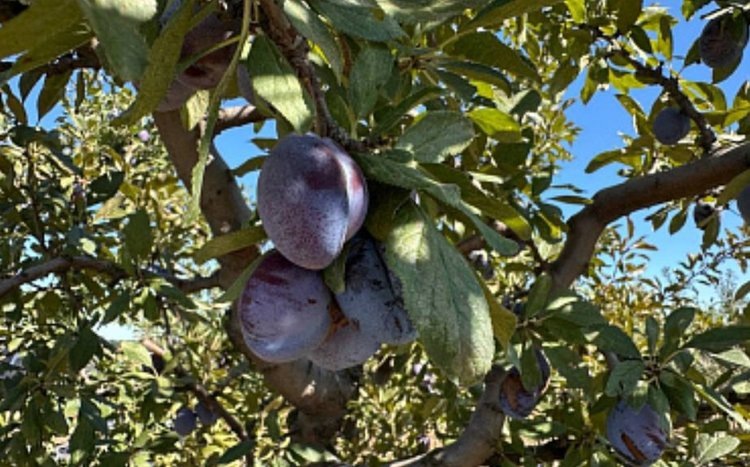    Фото: Минсельхоз РФ