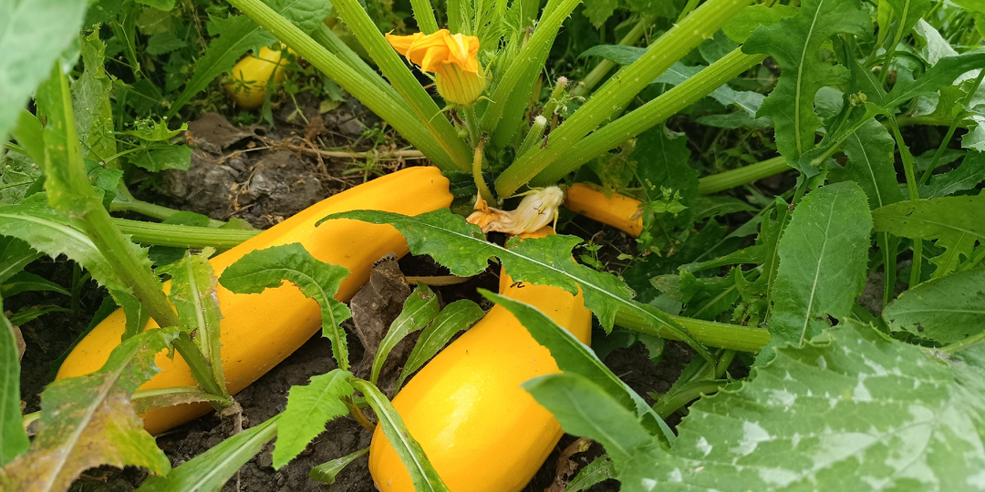 Золотой Кабачок с Историей: Нашёл Рецепты Прабабок в Забытой Книге