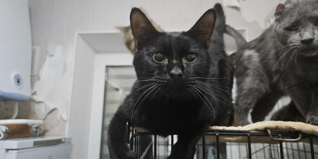 СОС! Больные кошки приюта из Смоленска погибают без лекарств! Помогите спасти!