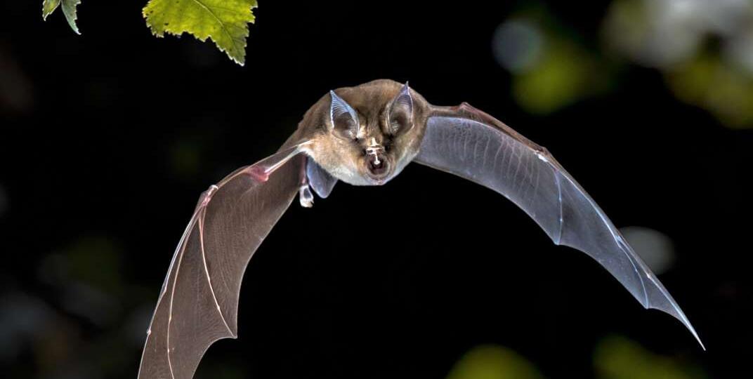 11 интересных фактов о летучих мышах 🦇