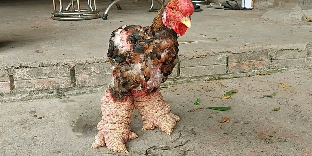 Динозавры куриного мира! Удивительные куры породы Га Донг Тао