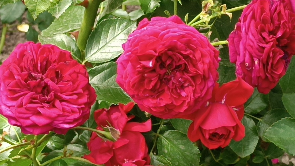 Роза Роткепхен (Rotkappchen)