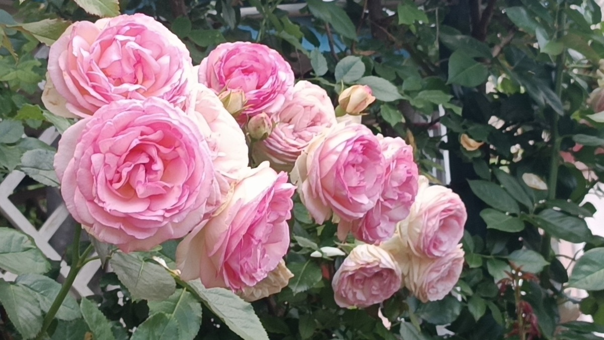 Роза Пьер де Ронсар.