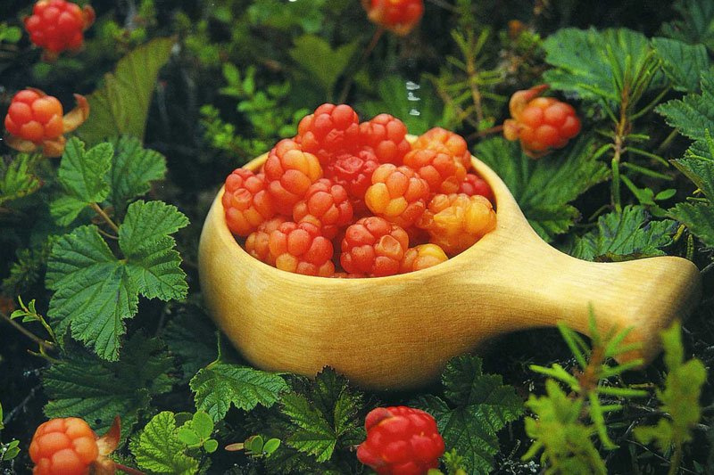 Ягодный рай: какие витамины растут в карельских лесах