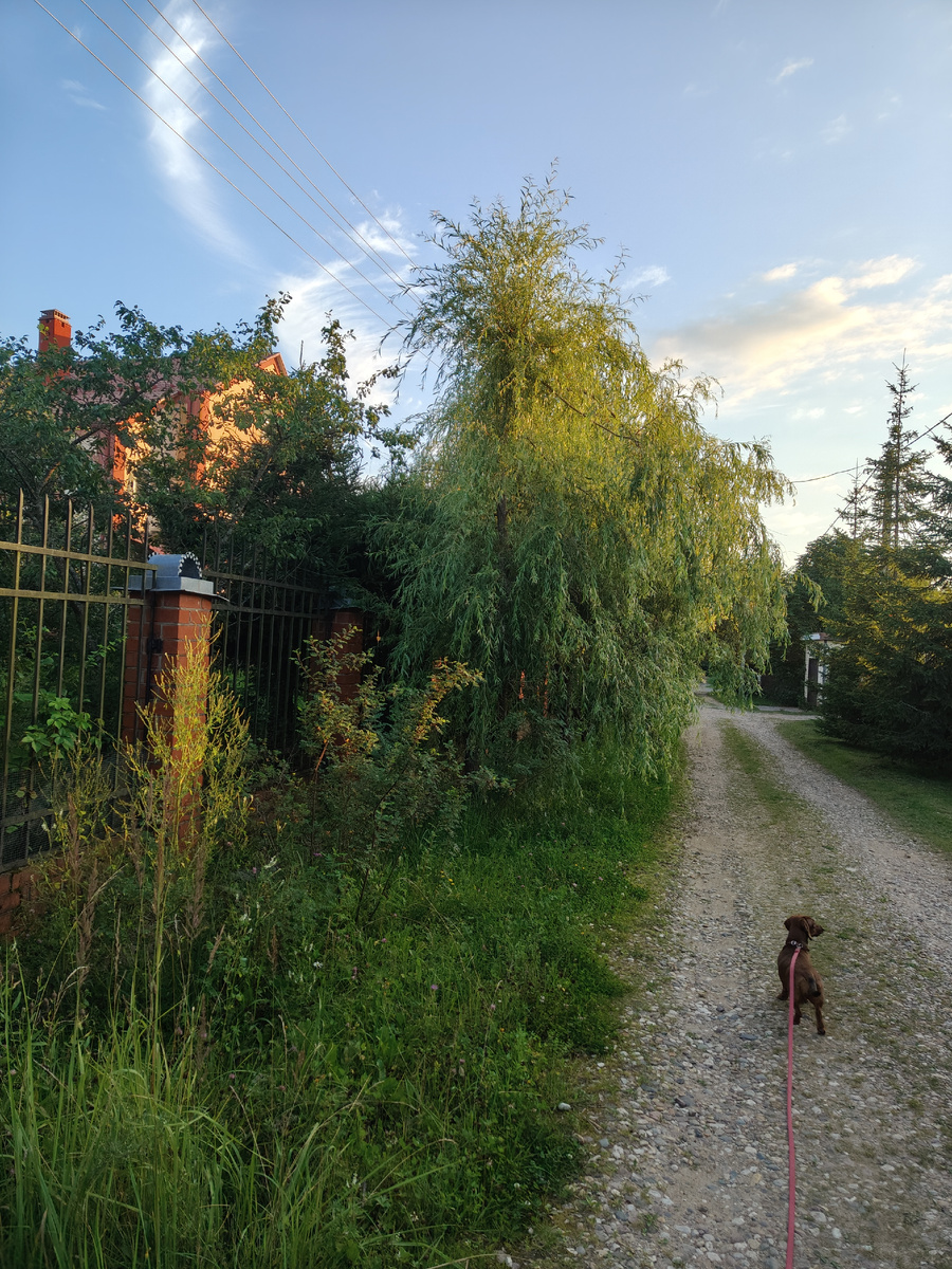 Конец августа, дача