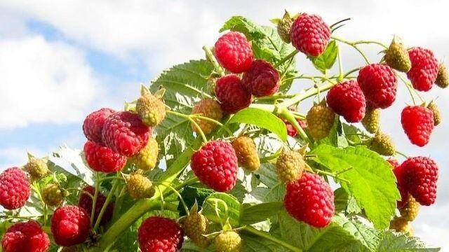 Фото использовано в качестве иллюстрации. Источник Яндекс-картинки