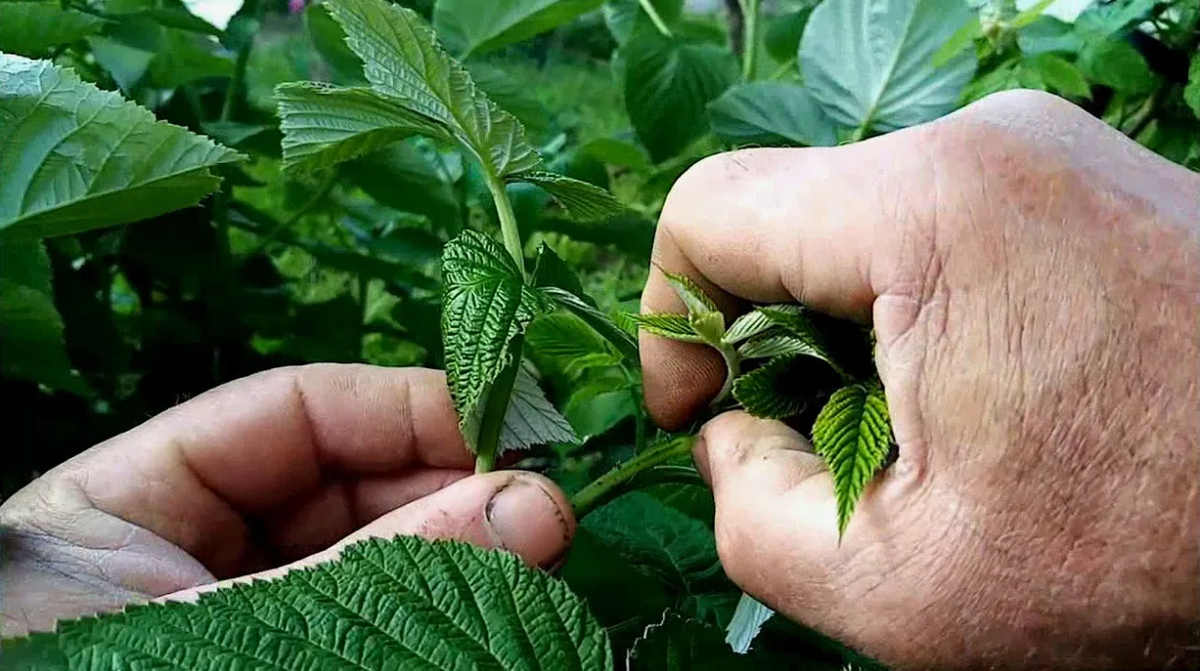 Фото использовано в качестве иллюстрации. Источник Яндекс-картинки