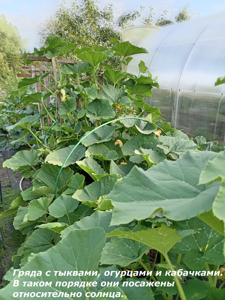 Так выглядит гряда.