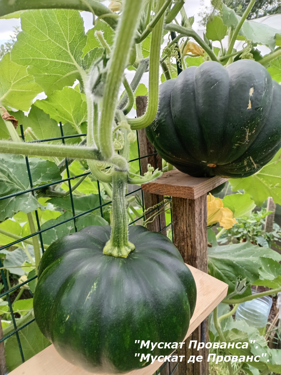 Оставила два плода.