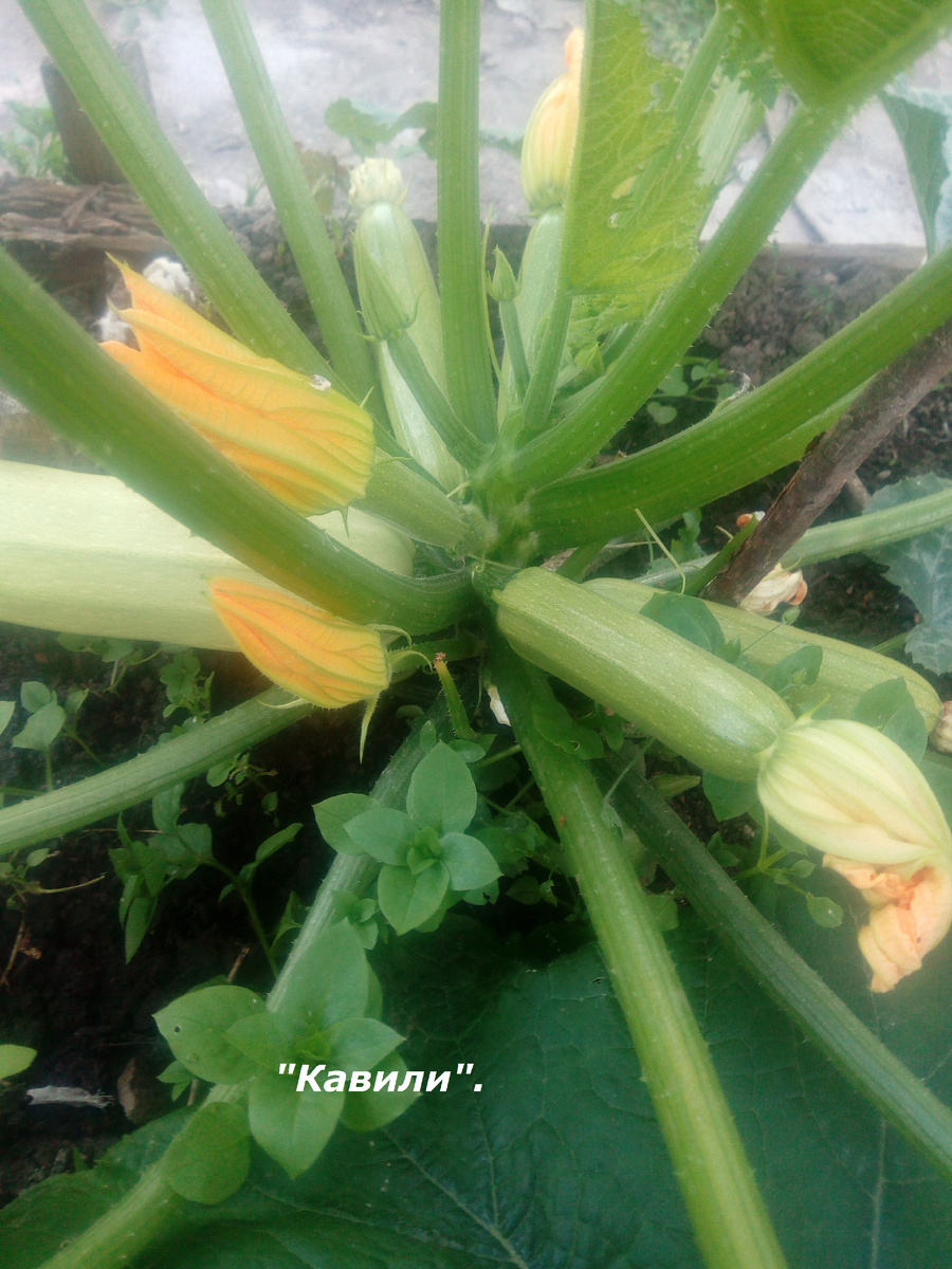 Кабачок "Кавили".