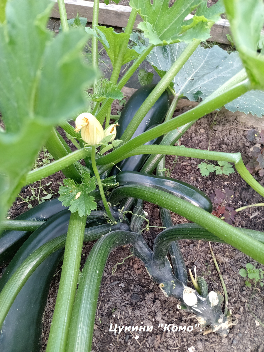 Сорт "Комо".