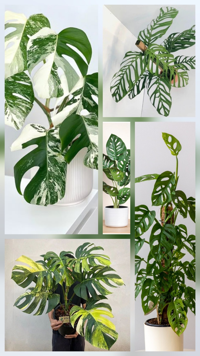 Монстера. Коллаж из фото из сети интернет