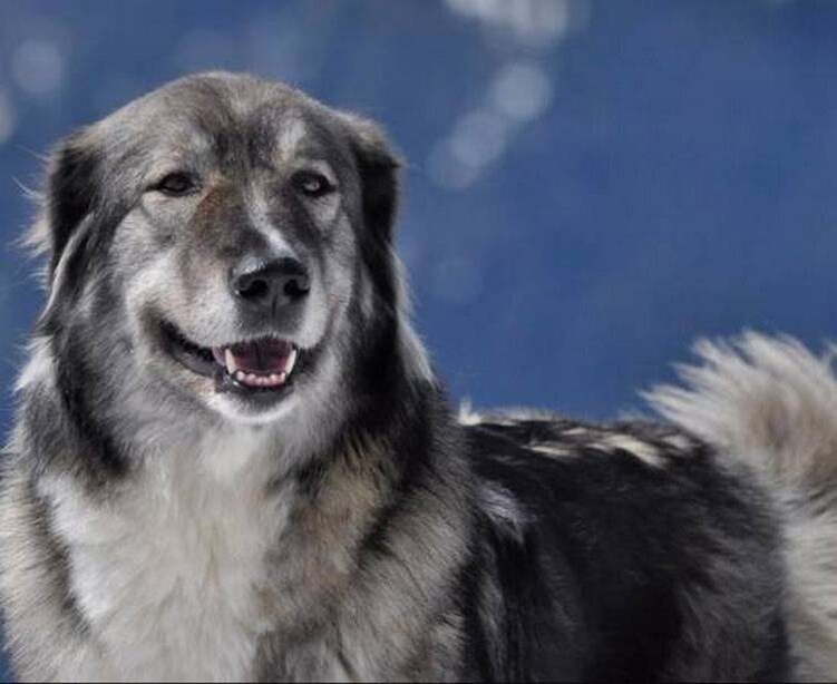 Что я, на волка похож что ли?