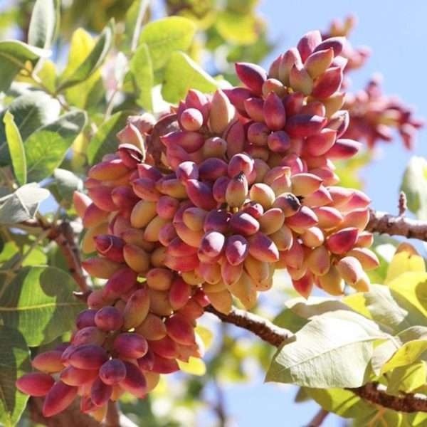 Фото из Интернета