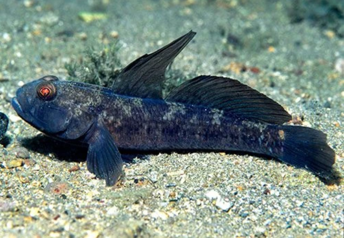 Чёрный бычок.