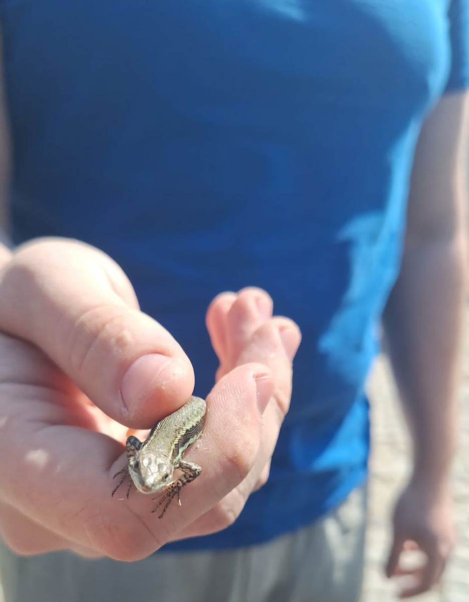 Сын наш как-то подобрал перегревшуюся и оттого вялую ящерку, она даже и не вырывалась особо, отпустили в тенечке и она оклемлась и ушуршала.