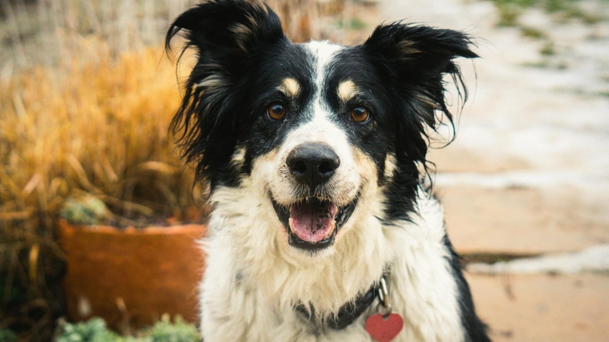    Бордер-колли — собака-гений, но иногда её интеллект становится испытанием для хозяина.