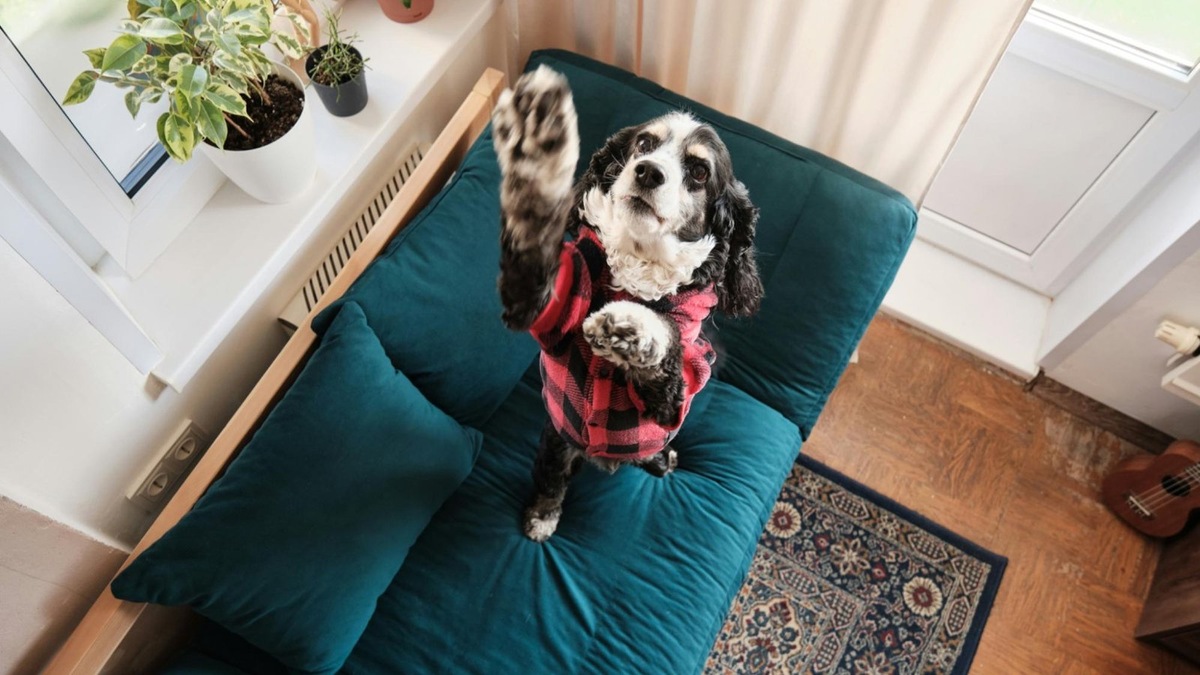    Энергия и ум требуют выхода: без игр и задач собака найдёт себе занятие.