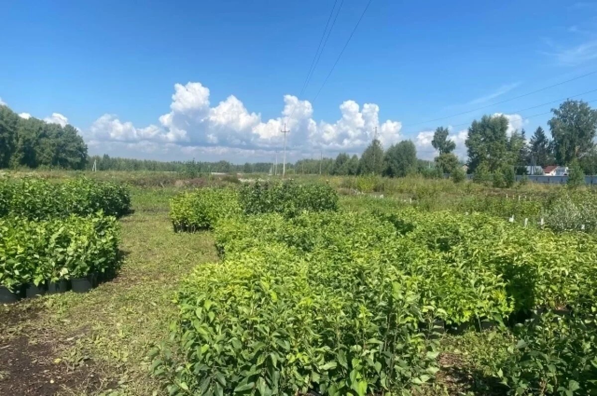    Свыше 2500 саженцев сирени прибыли в городской питомник Новосибирска