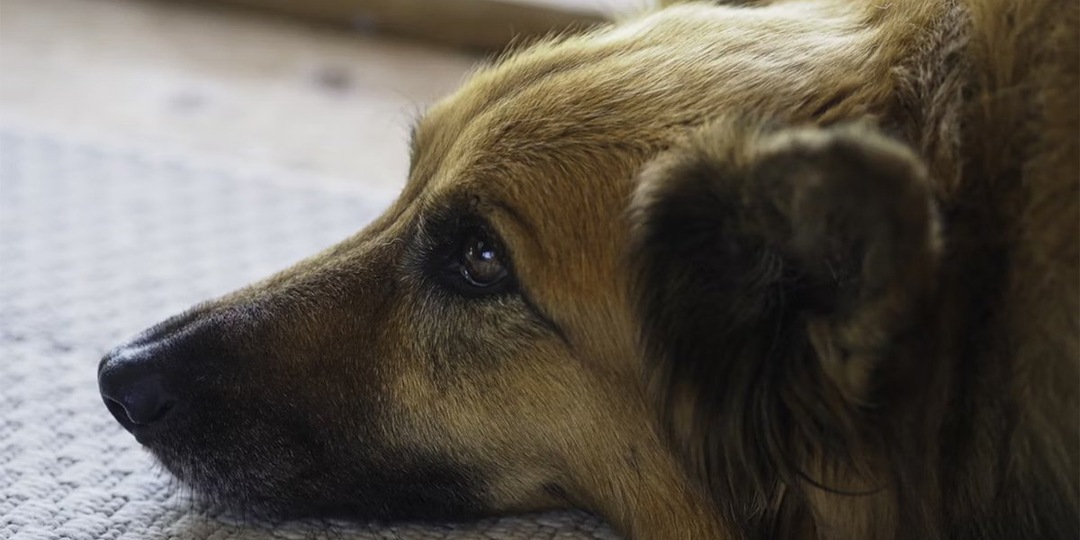 В электричке заметили грустного щенка