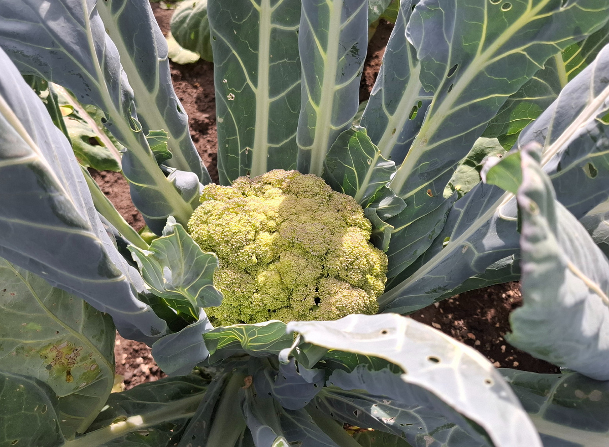 Одна единственная цветная капуста выросла.