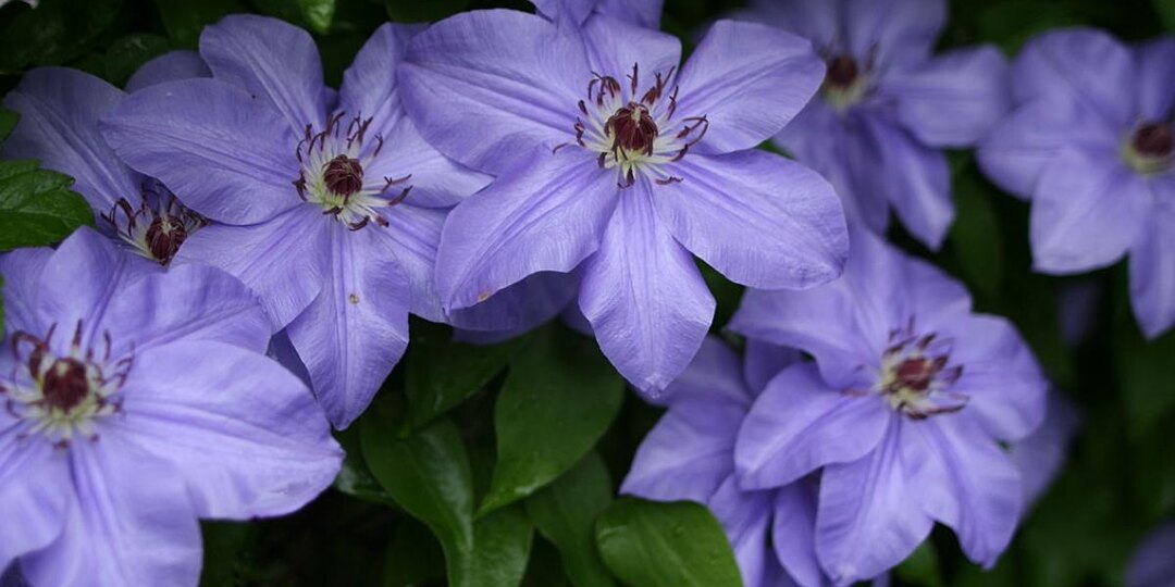 Летняя обрезка стимулирует вторую волну цветения клематисов