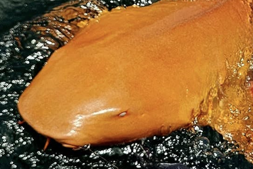 Фото ParisminaDomusDei