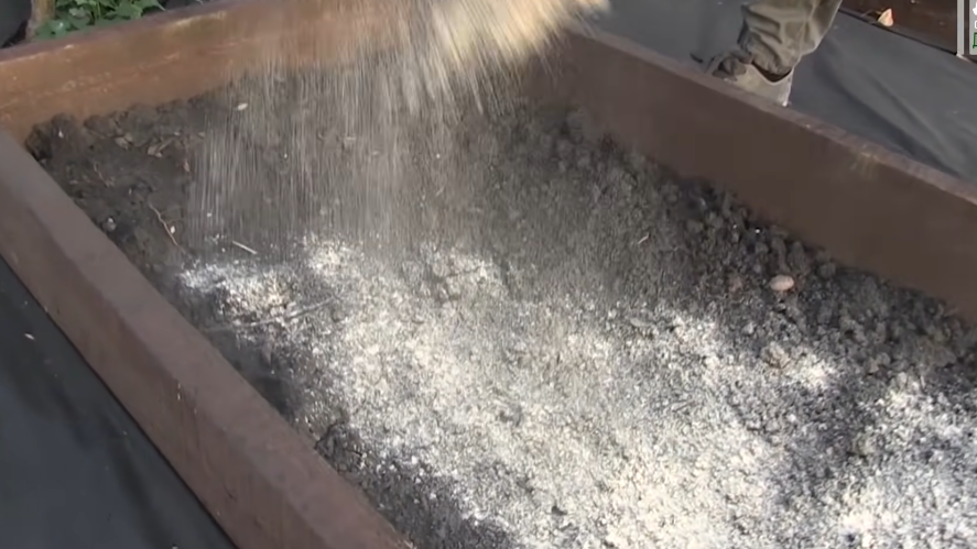 Забыл про дорогую золу для озимого чеснока после совета соседа-агронома. Копеечная доломитовая мука работает в 2 раза лучше