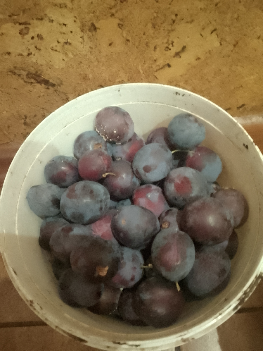 Таких четыре ведра стоит (один день)